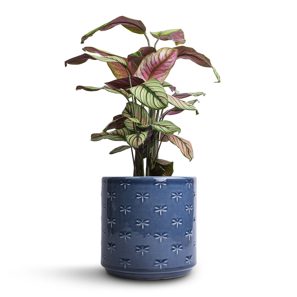 Calathea majestica White Star & Arley Plant Pot - Blue Dragonfly