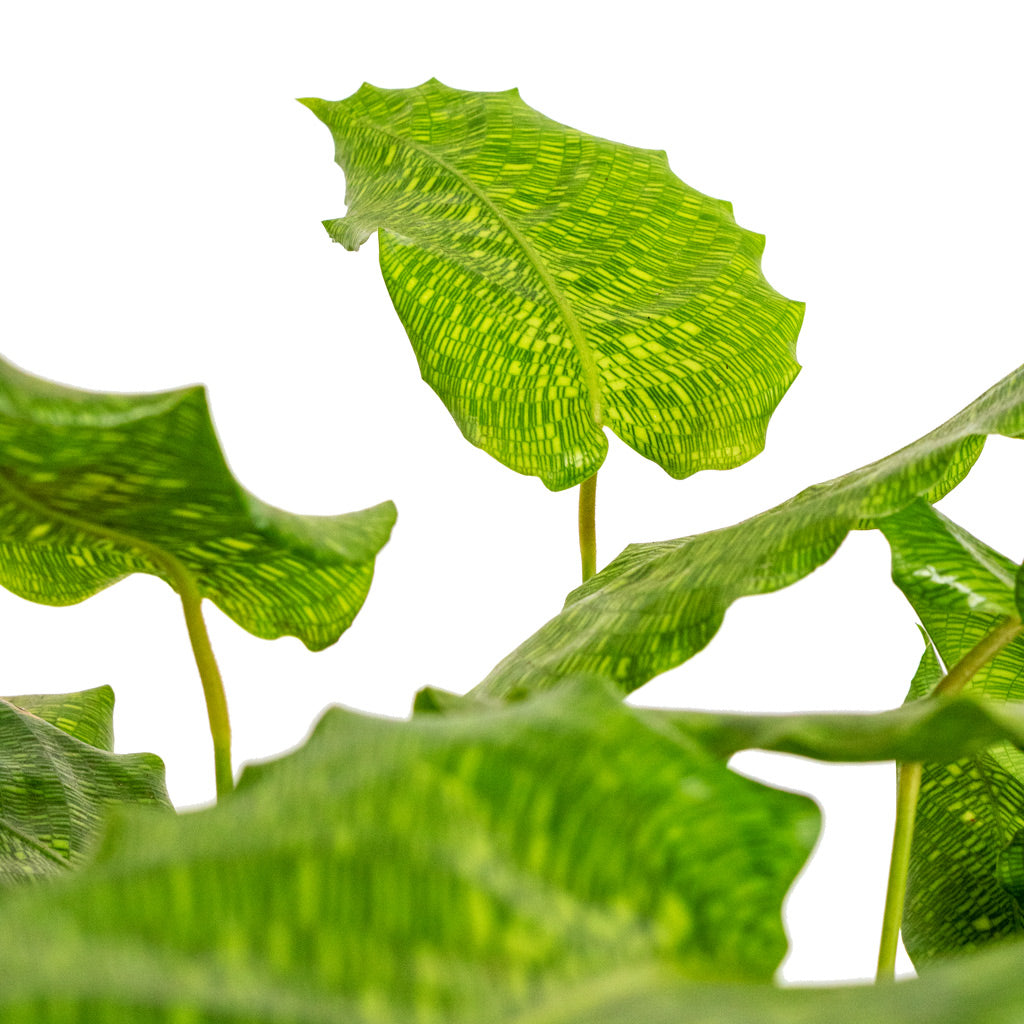 Calathea musaica Network