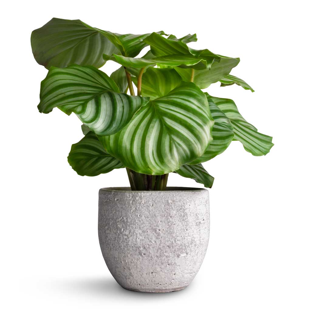 Calathea orbifolia & Cas Plant Pot - Cool Grey