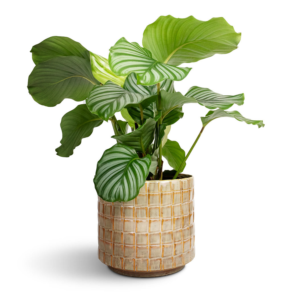Calathea orbifolia & Stian Plant Pot - Soft Nougat