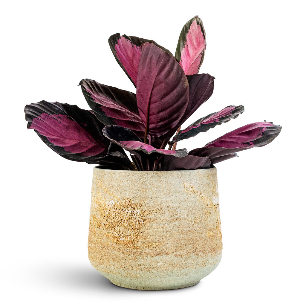 Calathea picturata Crimson 14x50cm Jelmer Pot Frosted Mint 20x17cm