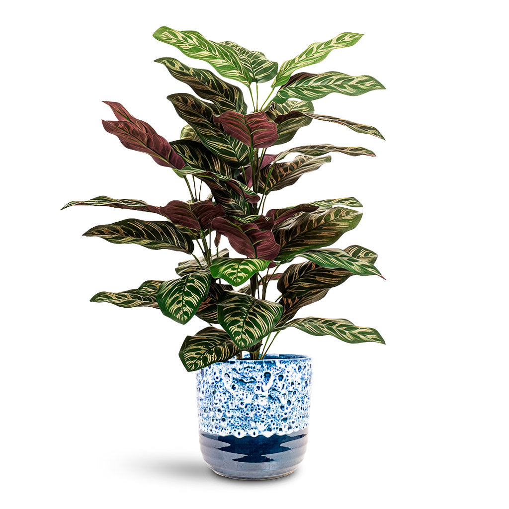Calathea roseopicta Bush Potted 65cm Artificial house plant in Ocean Glaze Pot Sapphire 21x21cm