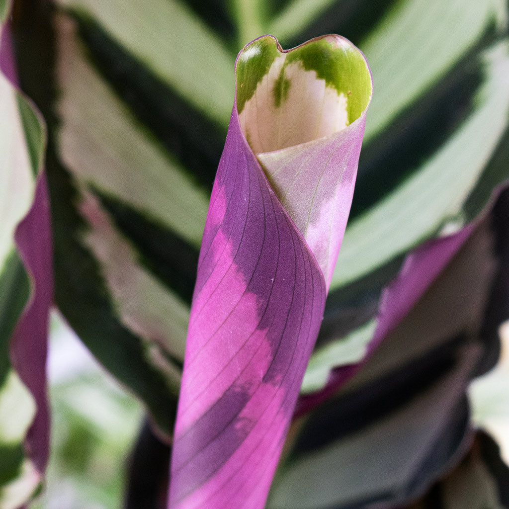 Calathea Roseopicta Cora Close Up