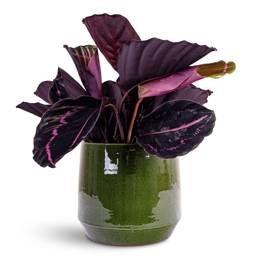 Calathea roseopicta Dottie 14x45cm House Plant In Common Pot Shiny Emerald 19x17cm