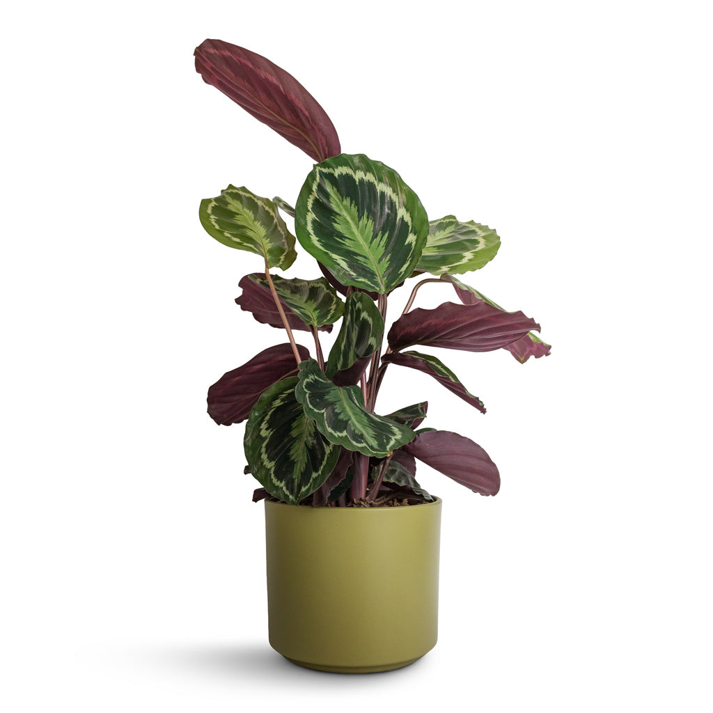 Calathea roseopicta Medallion & Prague Plant Pot - Olive
