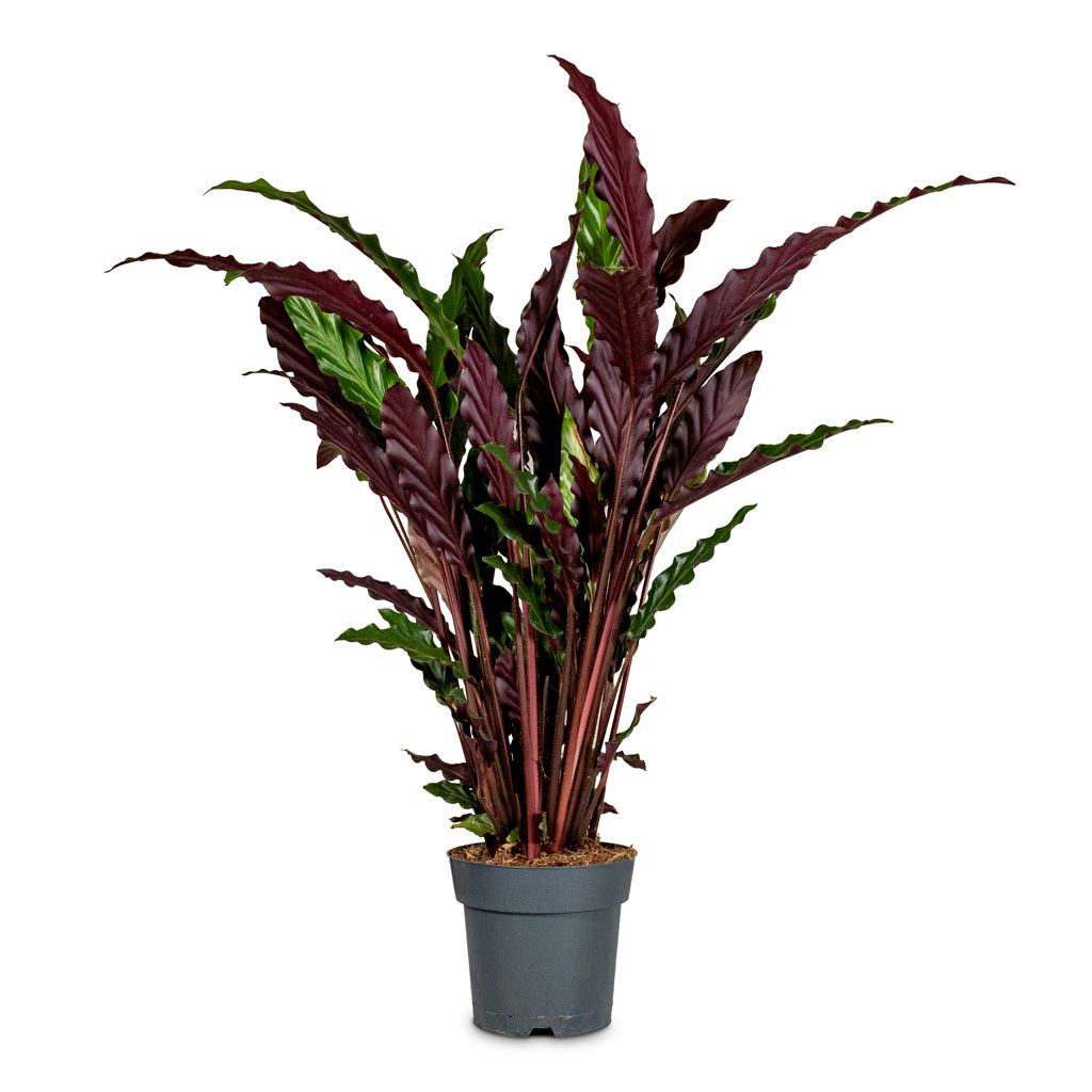 Calathea rufibarba Velvet 17x70cm
