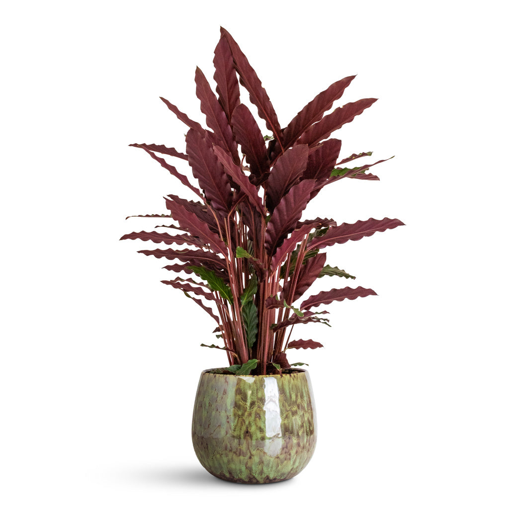 Calathea rufibarba Velvet - 19x90cm In Odile Pot Green - 21x17cm