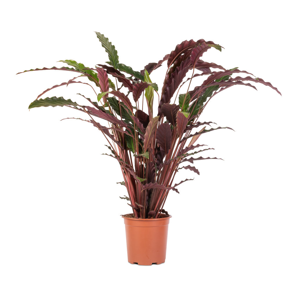 Calathea rufibarba - Velvet Calathea - 19 x 70cm