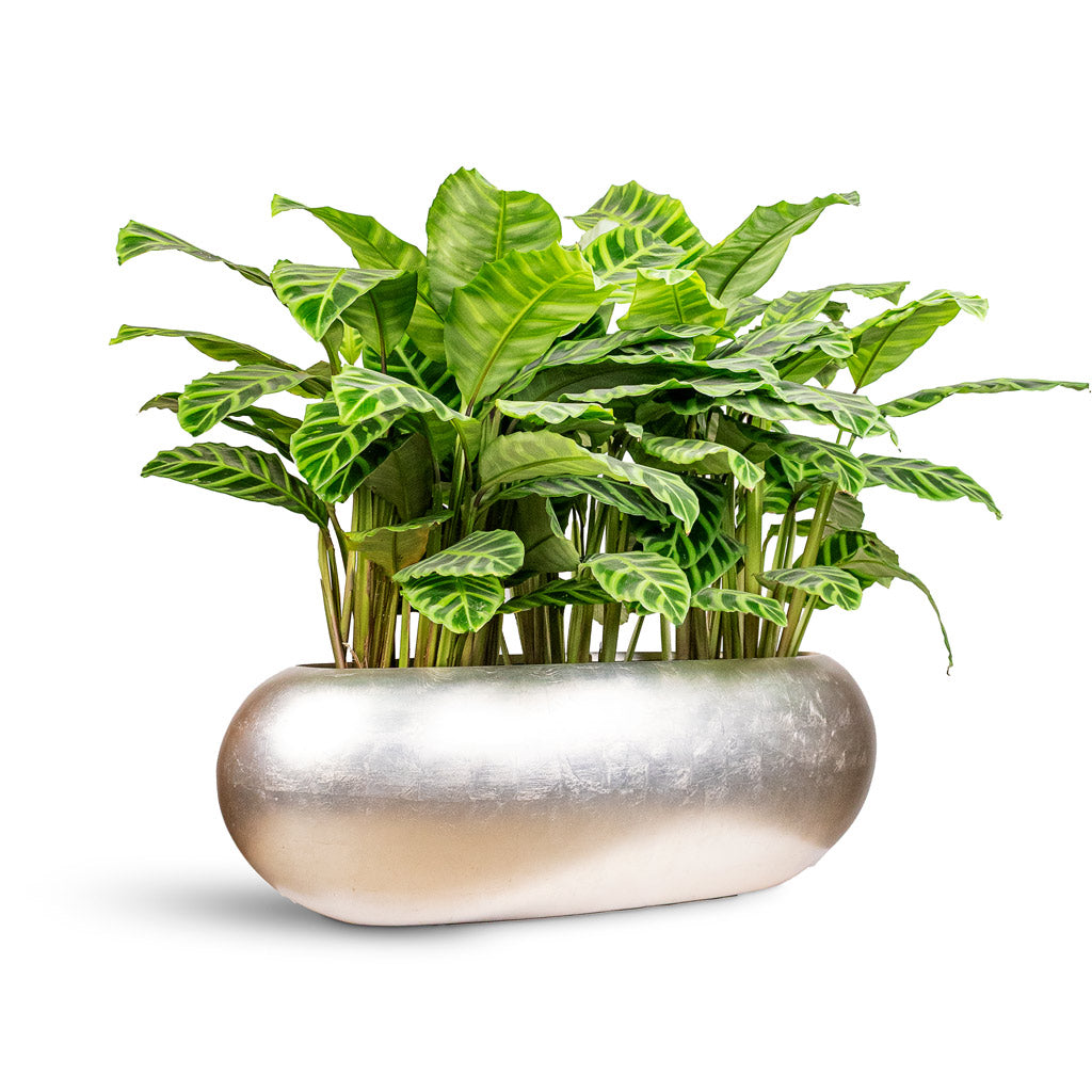 Calathea zebrina 19x70cm House Plant in Metallic Boat Planter Light Champagne 75x30x25cm