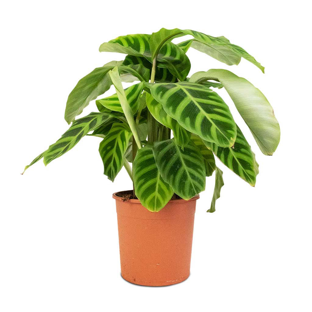Calathea zebrina - Zebra Plant Small
