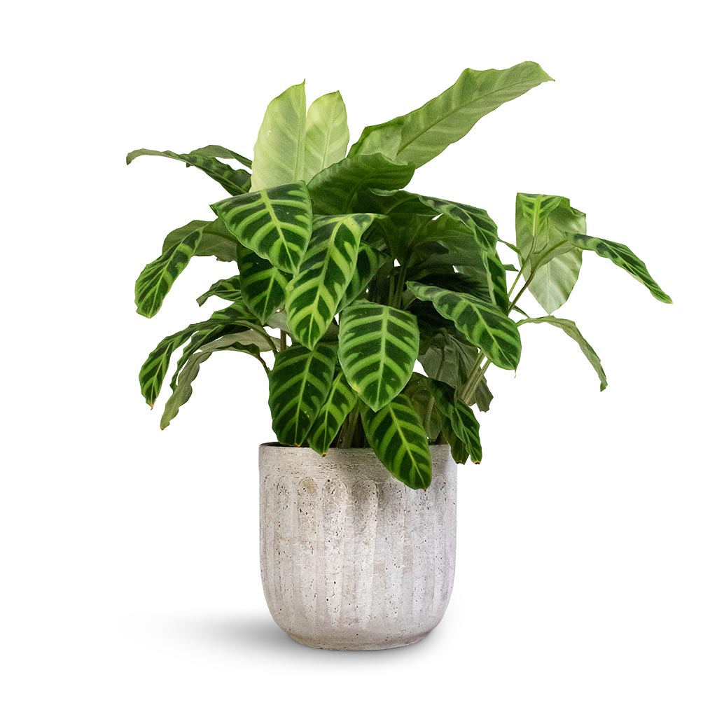 Calathea zebrina - Zebra Plant & Duncan Plant Pot - Cement