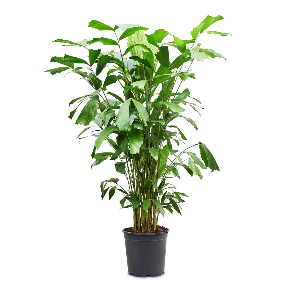 Caryota mitis Fish Tail 27x130cm house plant