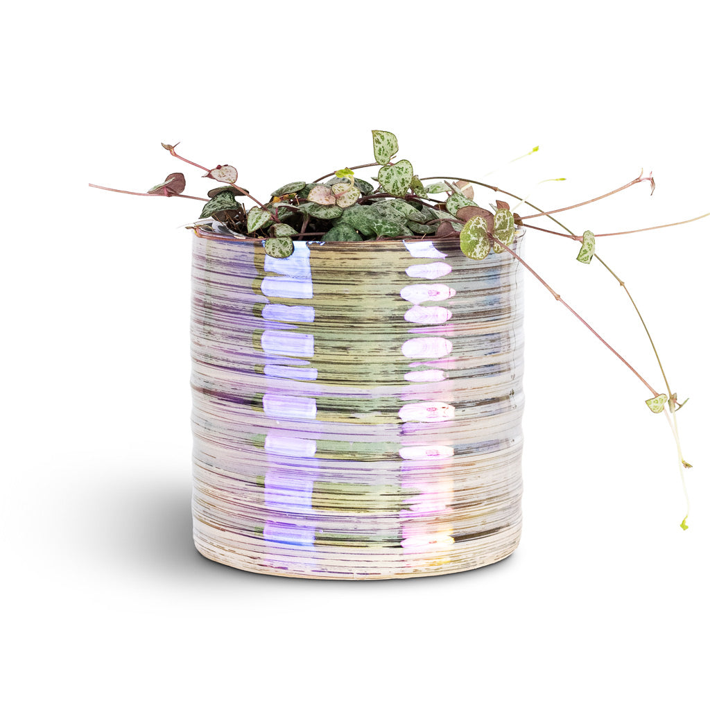 Ceropegia woodii 10x20cm House Plant In Didi Pot Pearl Blue 11x11cm