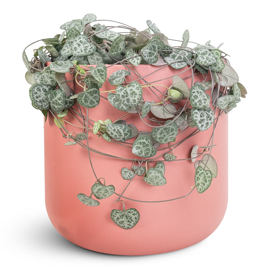 Ceropegia woodii - 12x25cm In Lisbon Pot Blush Rose - 18.5x18.5cm