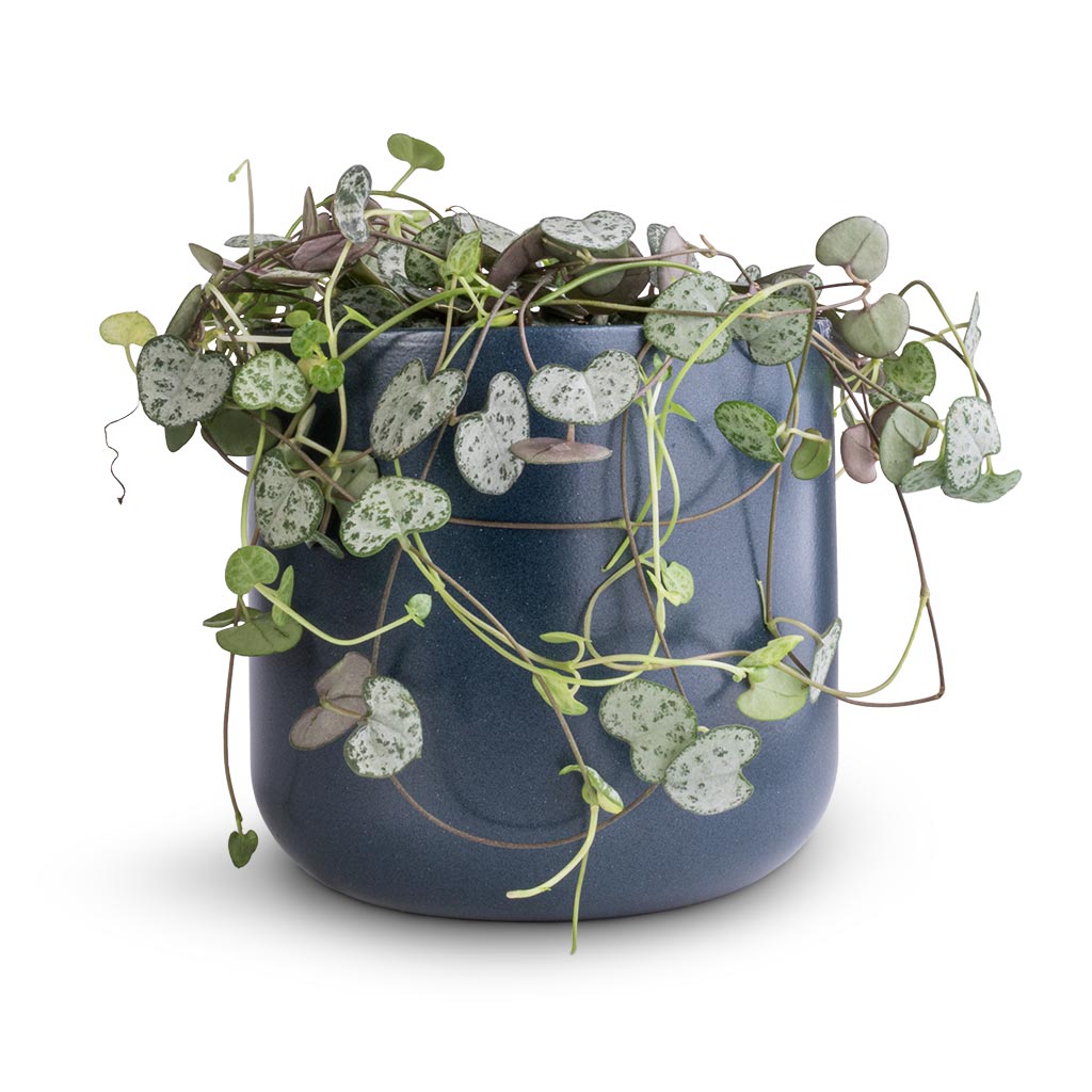 Ceropegia woodii - String of Hearts & Lisbon Plant Pot - Navy