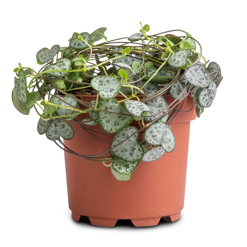 Ceropegia woodii - String of Hearts - 12 x 25cm (no hanger)