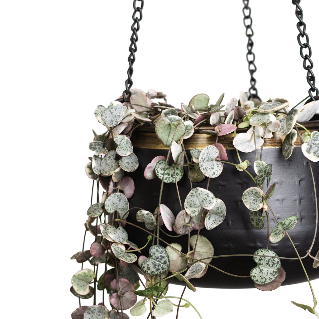 Ceropegia woodii Variegated In Sahara Hanging Pot Slate Close Up