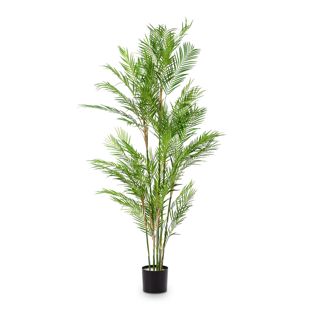Chamaedorea Palm Artificial - 180cm