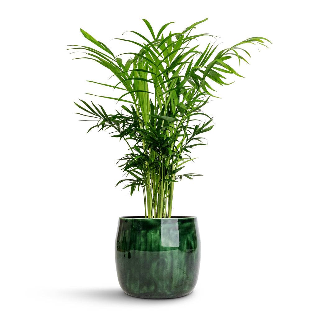 Chamaedorea elegans - Parlour Palm & Babet Plant Pot - Pine