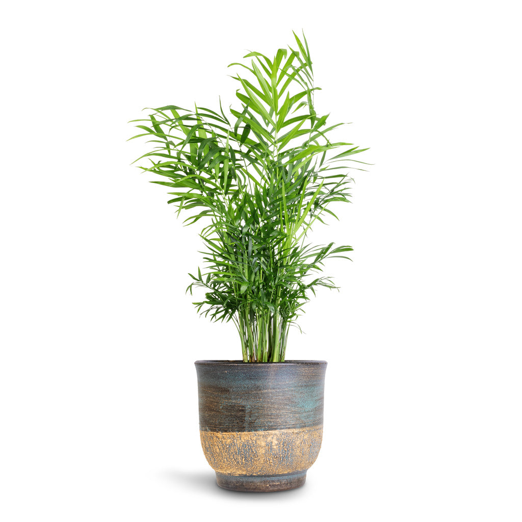 Chamaedorea elegans - Parlour Palm & Aico Plant Pot - Shiny Blue