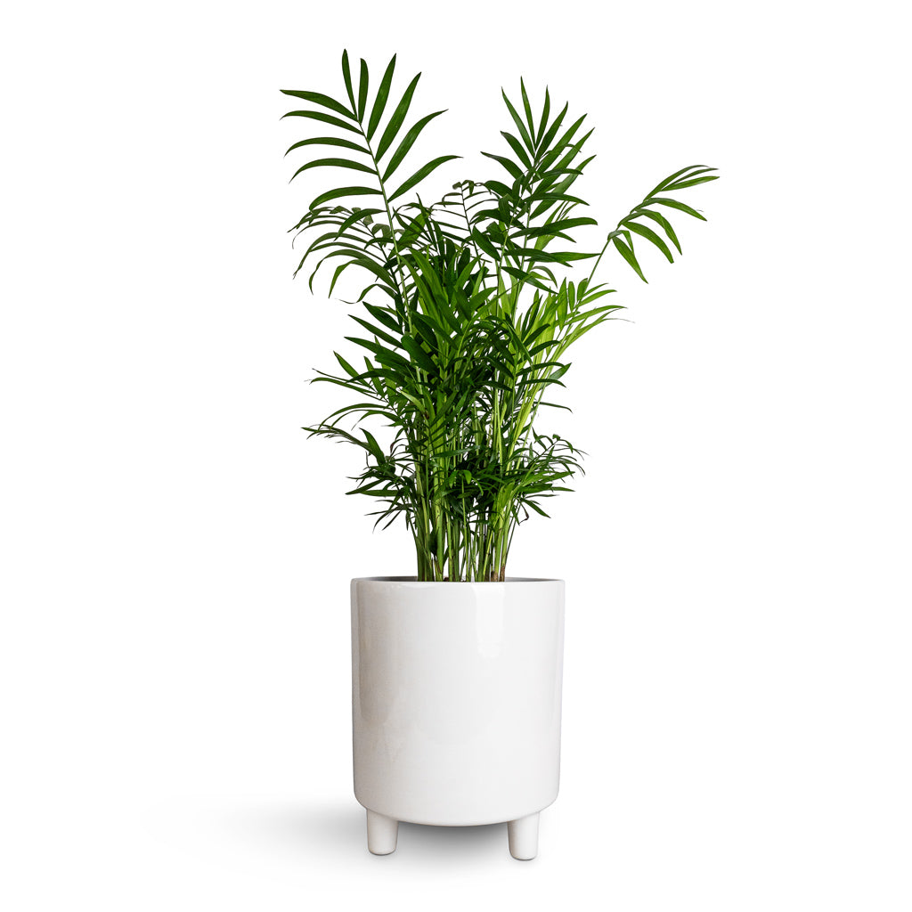 Chamaedorea elegans - Parlour Palm & Pisa Plant Pot - White