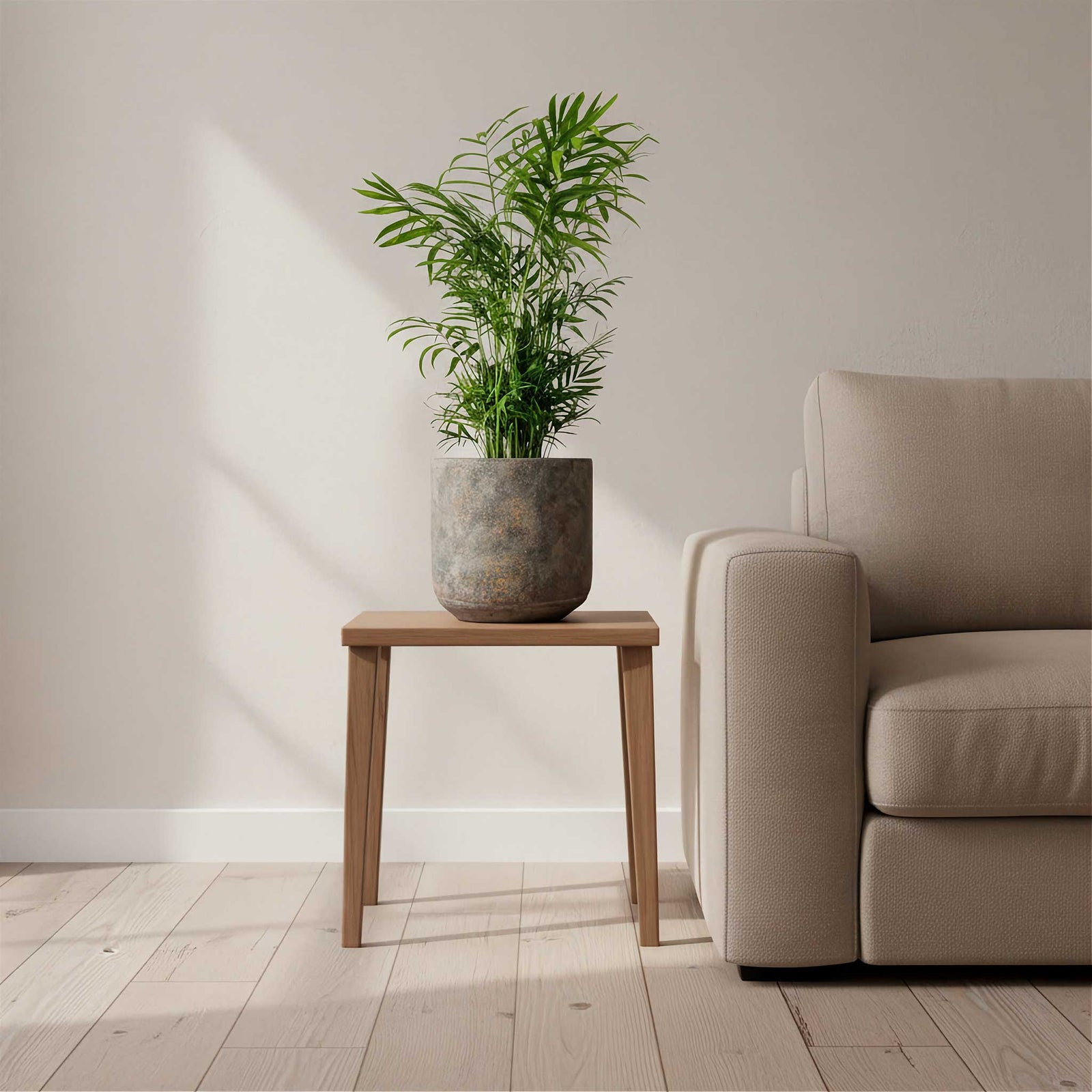 Chamaedorea-elegans-Parlour-Palm-17x60cm-Saar-Pot-Earth-Cement-21x20cm