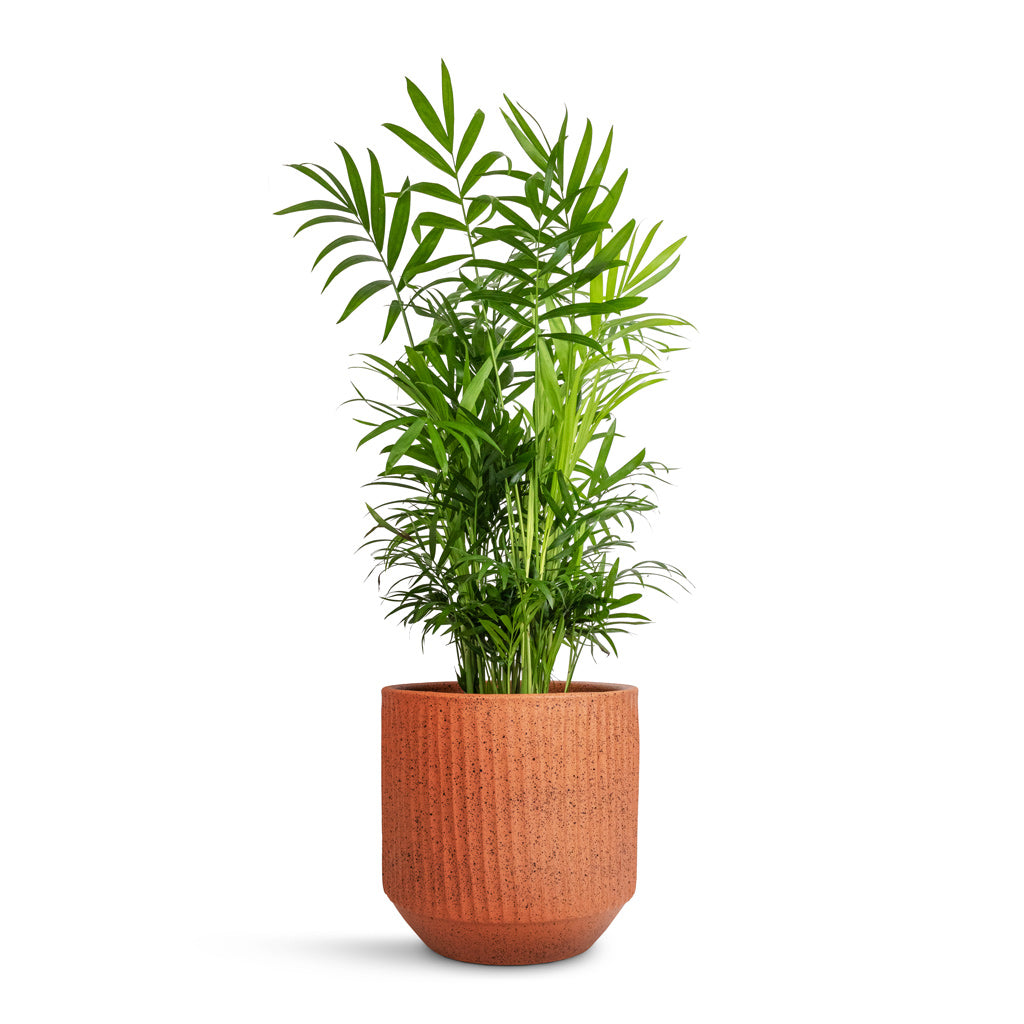 Chamaedorea elegans - Parlour Palm & Solento Plant Pot - Terracotta Speckle