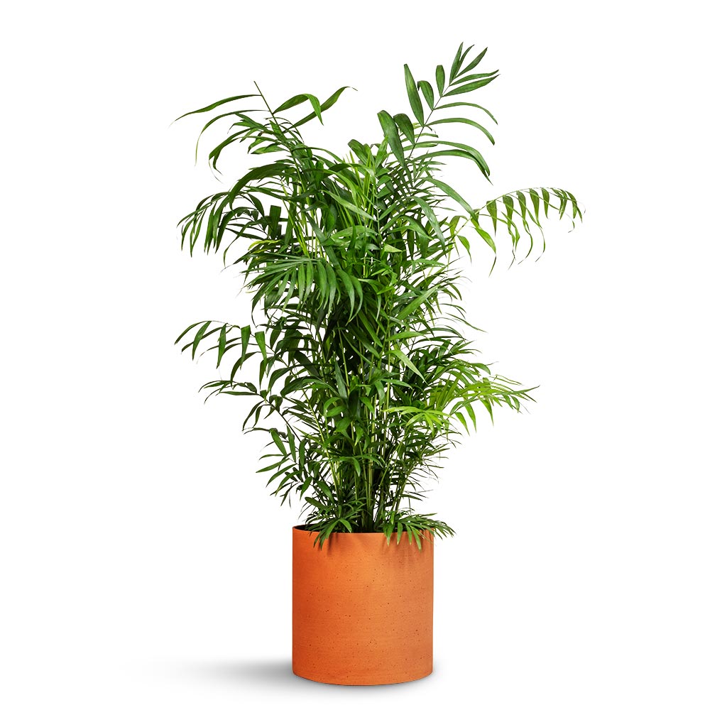 Chamaedorea elegans - Parlour Palm & Puk Refined Planter - Canyon Orange