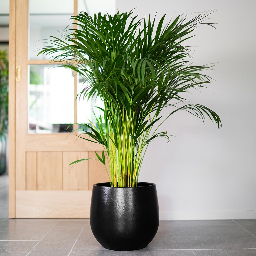 Chamaedorea elegans Parlour Palm In Isabel Pot Black