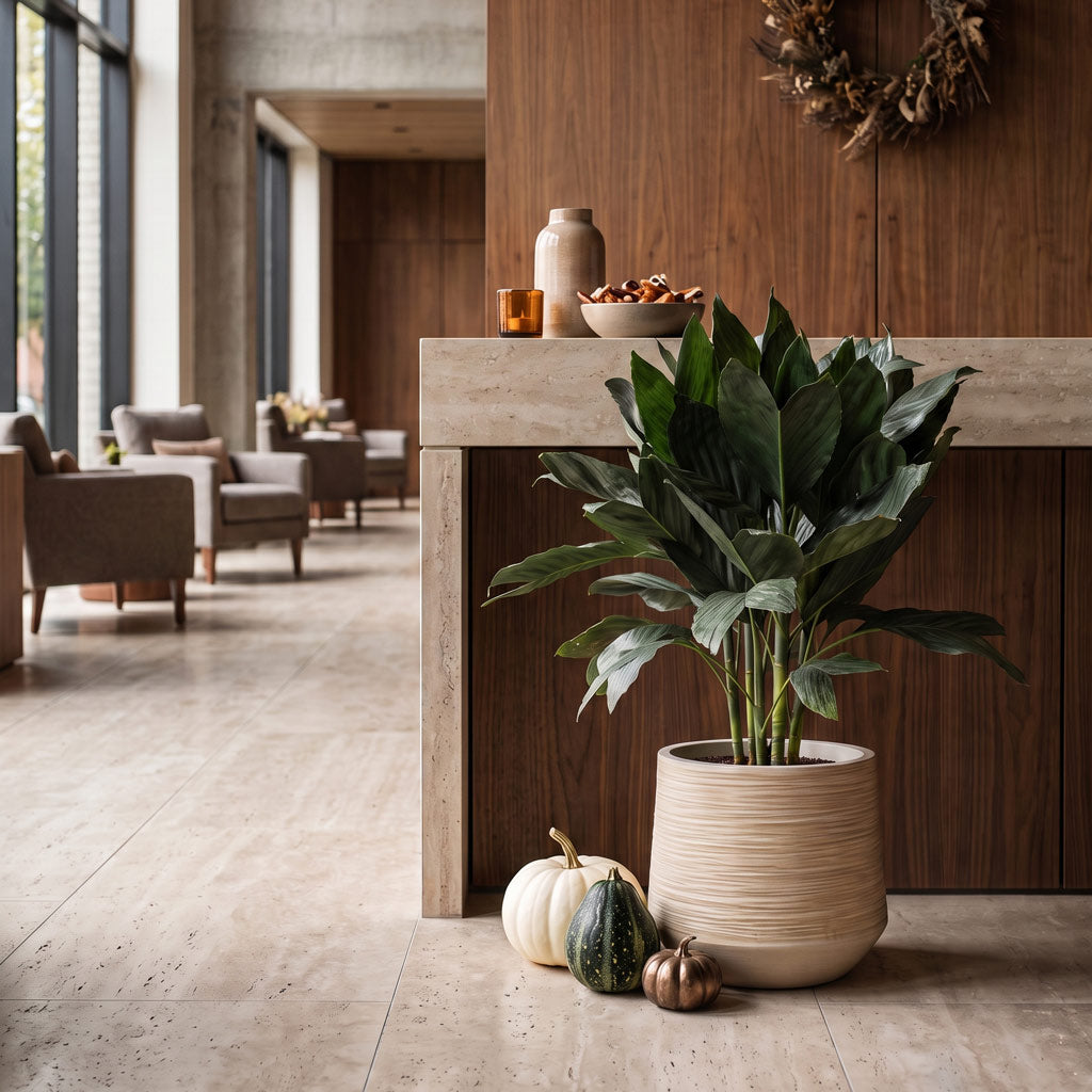 Chamaedorea metallica - Metallic Palm - 21 x 70cm in Dune Darcy Planter - Oat - 30 x 26cm