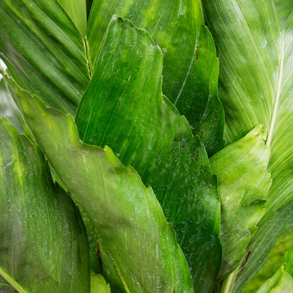 Chamaedorea metallica Metallic Palm close up