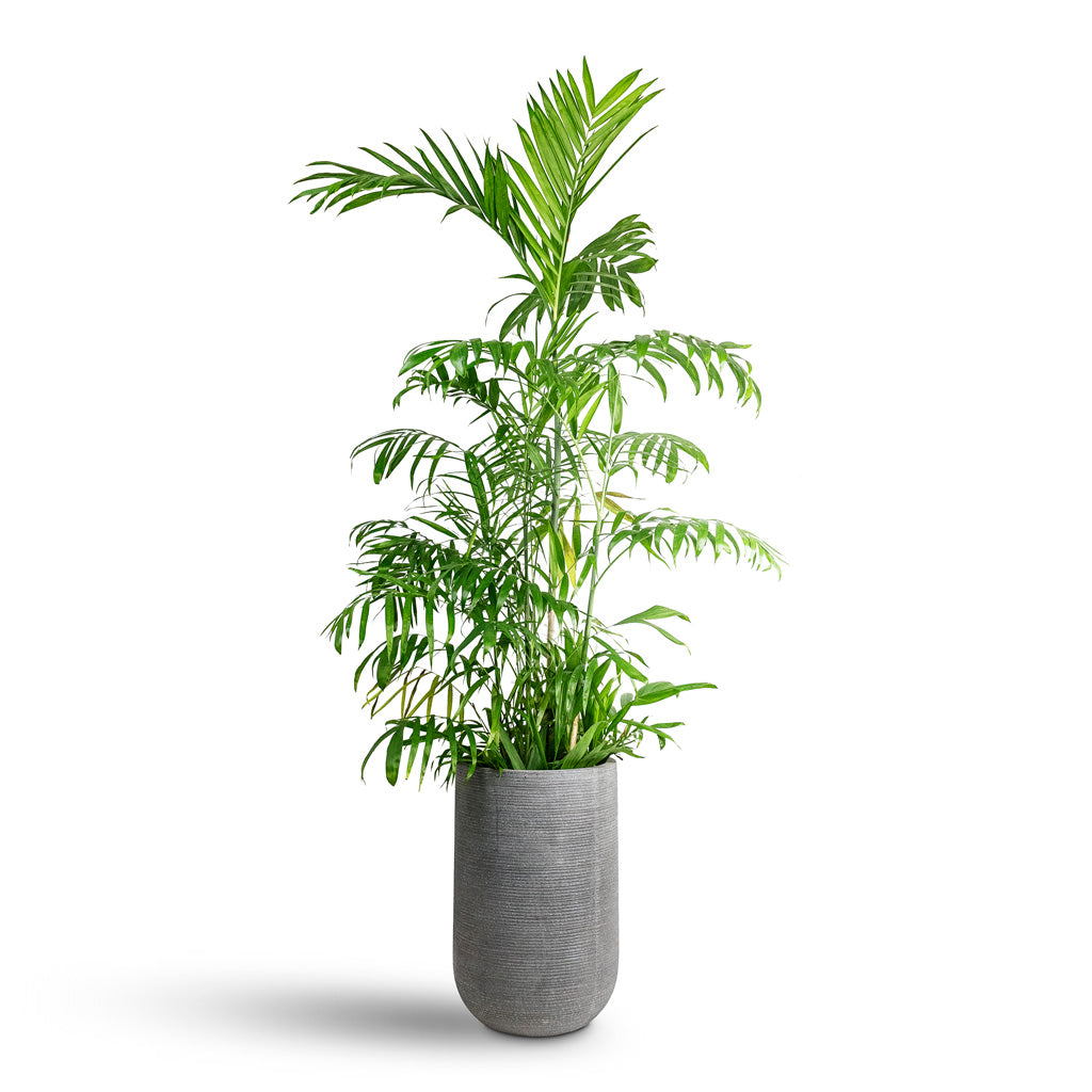 Chamaedorea seifrizii Bamboo Palm 27x150cm House Plant In Cody Ridged Tall Planter Dark Grey 35x55cm