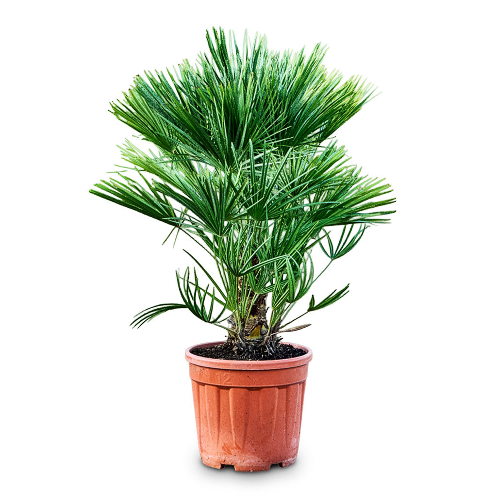 Chamaeropshumilis Compacta Fan Palm 28x90cm