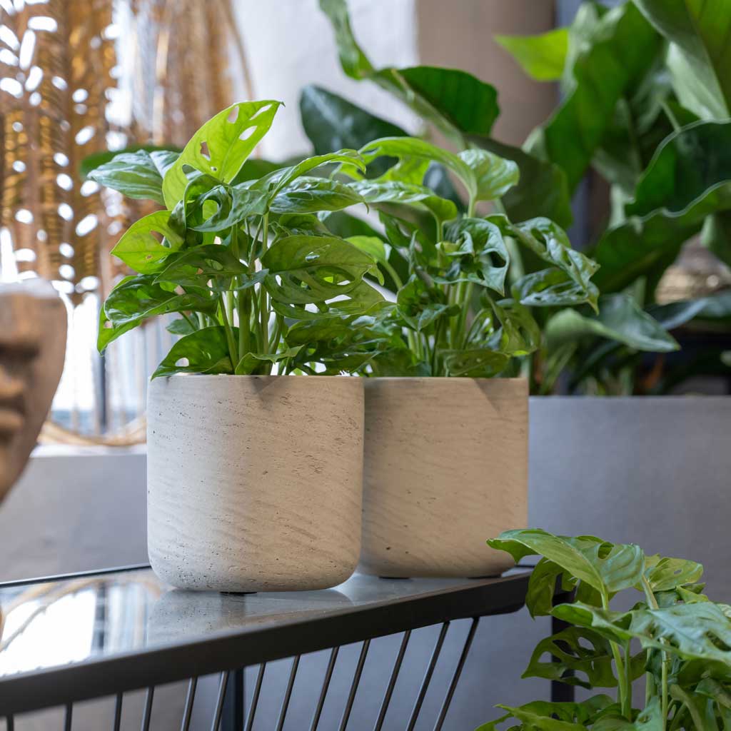 Charlie Plant Pot - Grey Washed & Monstera adansonii - Philodendron Monkey Mask