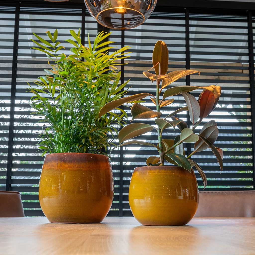 Charlotte Plant Pots - Spiced Ochre With Houseplants