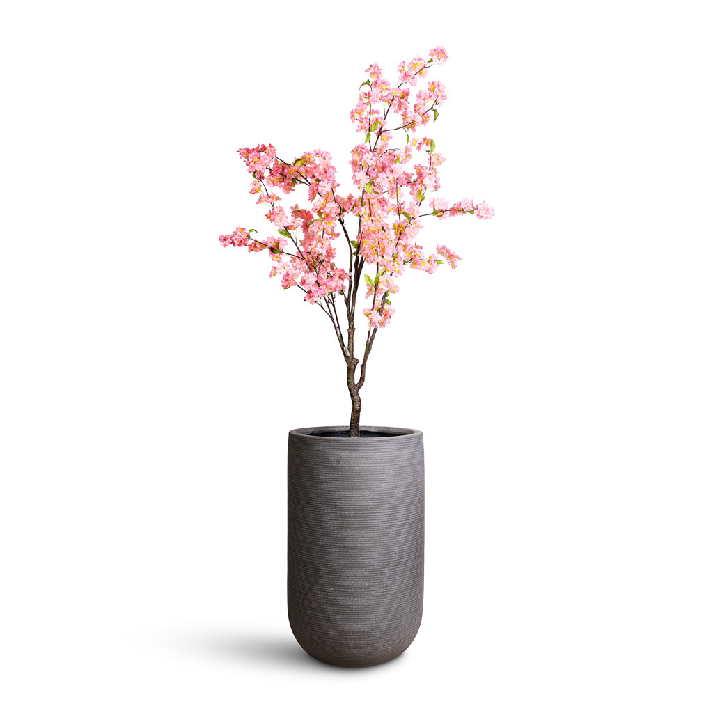 Cherry Blossom Tree Pink Artificial In Cody Ridged Tall Planter Dark Grey