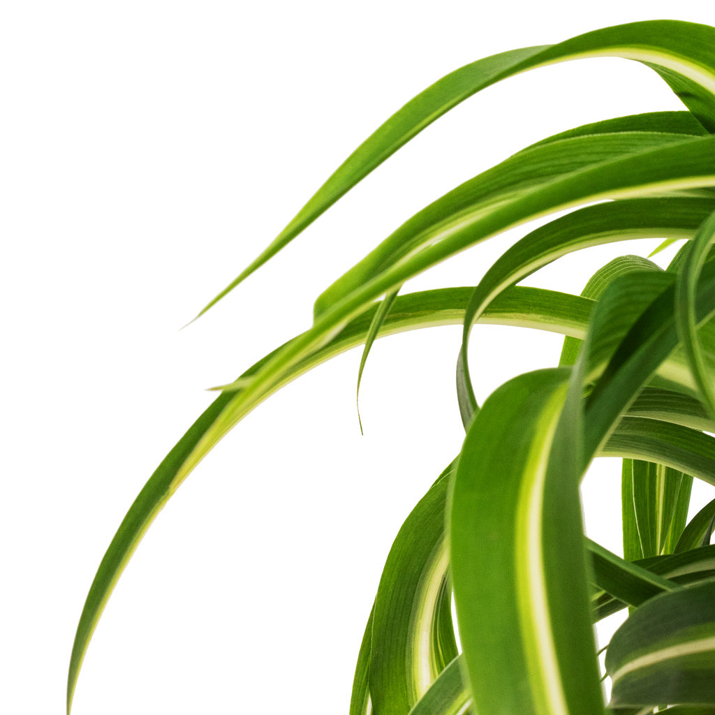 Chlorophytum Bonnie - Curly Spider Plant