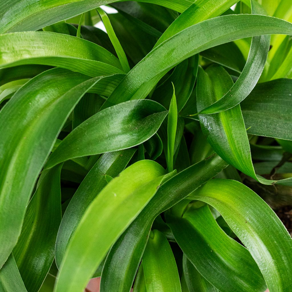 Chlorophytum Green Bonnie Close Up