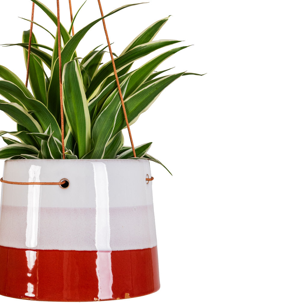 Chlorophytum Ocean - 11x15cm In Striped Hanging Pot Terracotta Blush - 16x12cm