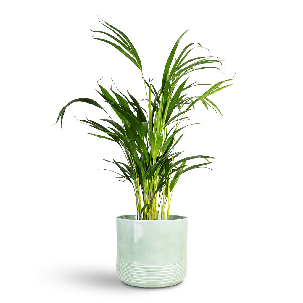 Chrysalidocarpus lutescens Areca 17x65cm House Plant In Munich Pot Green Gloss 20x18cm