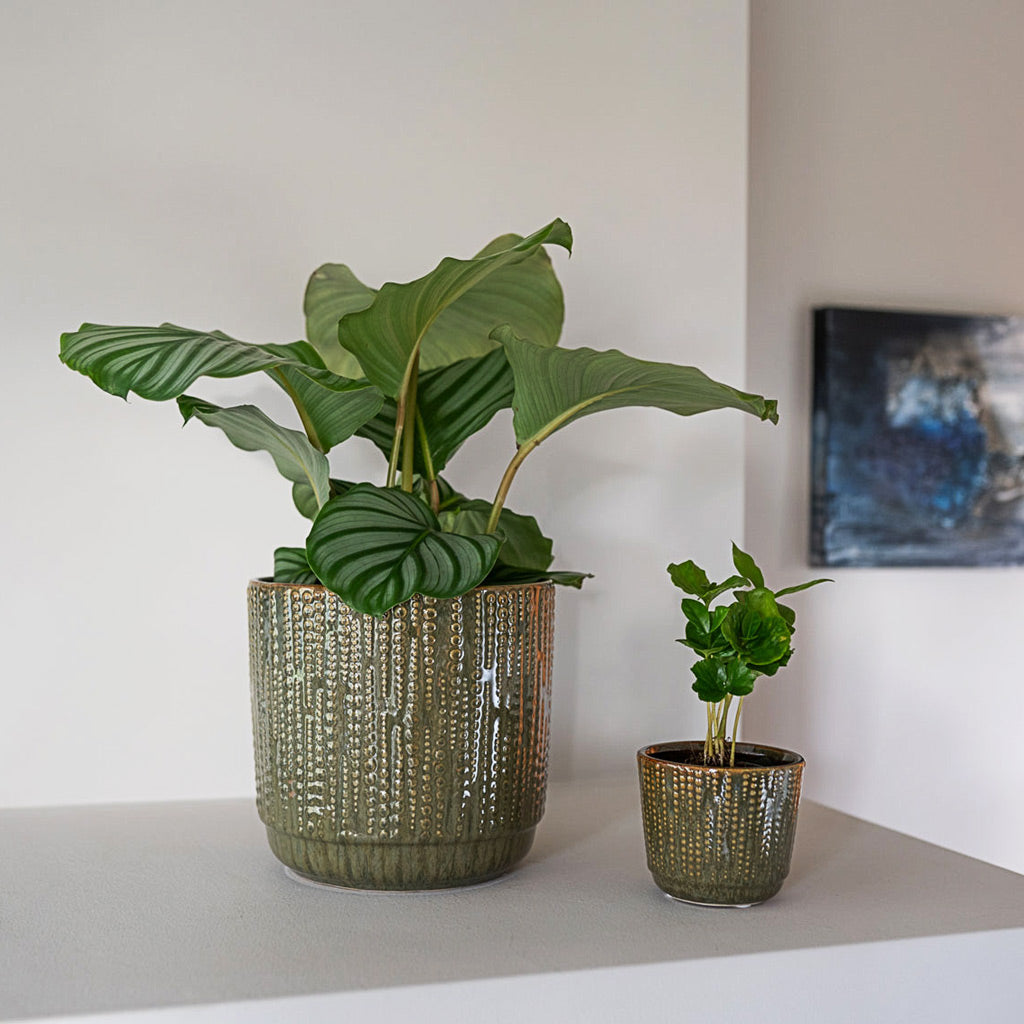 Cille Forest Plant Pots With Calathea & Coffee Plant