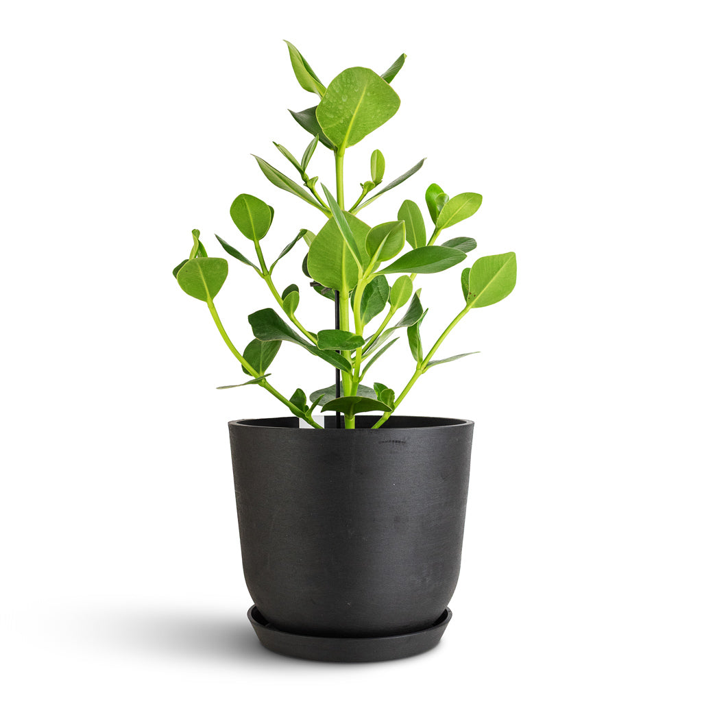 Clusia rosea Princess 17x55cm Oslo Cylinder Planter Slate 25x22cm Saucer