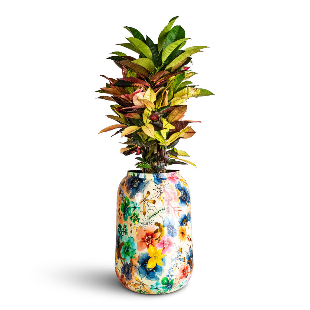 Codiaeum Iceton 19x70cm Lammie Planter Spring Sparkle 30x42cm