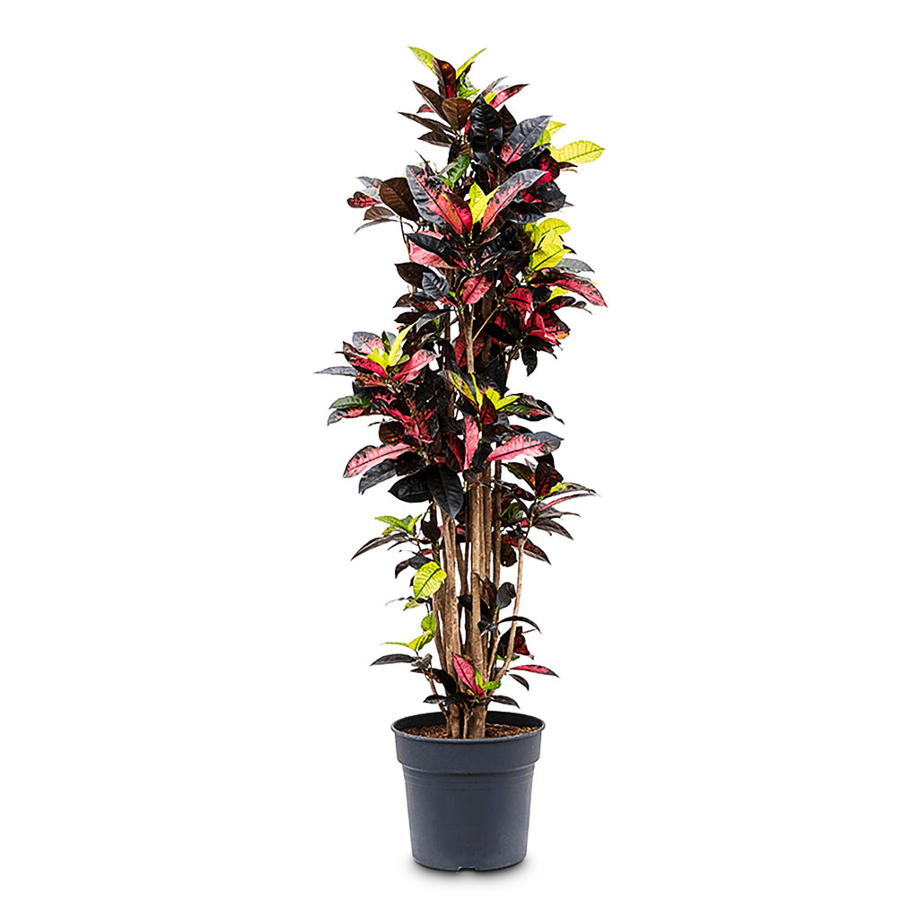 Codiaeum Iceton 34x170cm