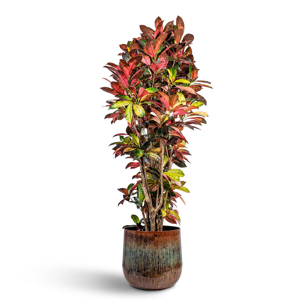 Codiaeum Iceton 34x200cm House Plant In Cilia Metal Pot Mystic Sepia 44x40cm