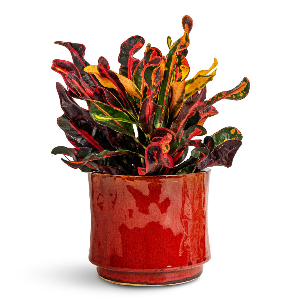 Codiaeum Mammi - 12x35cm In Nolan Pot Red - 17x15cm