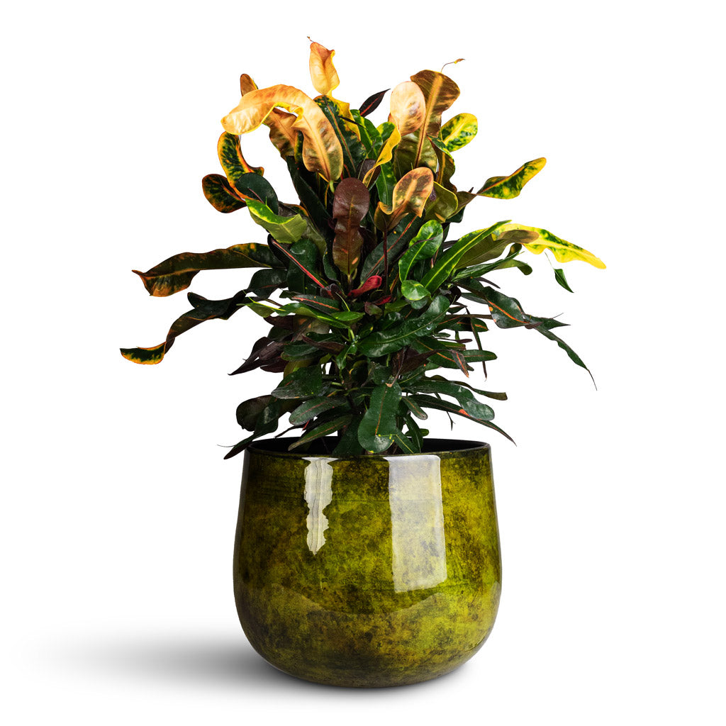 Codiaeum Mammi - 19x60cm - Emmie Metal Pot Mystic Yellow - 27x23cm