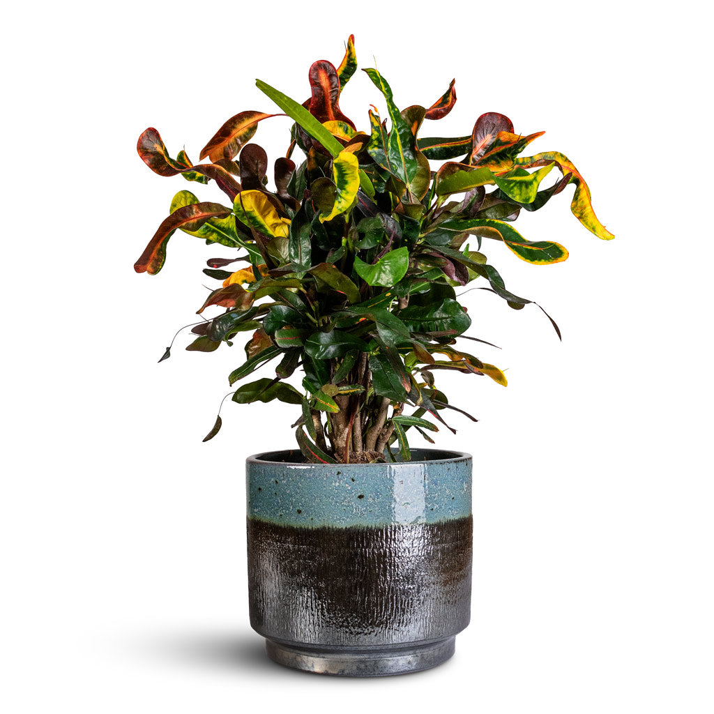 Codiaeum Mammi 19x60cm Vita Pot Lead Drip 23x20cm