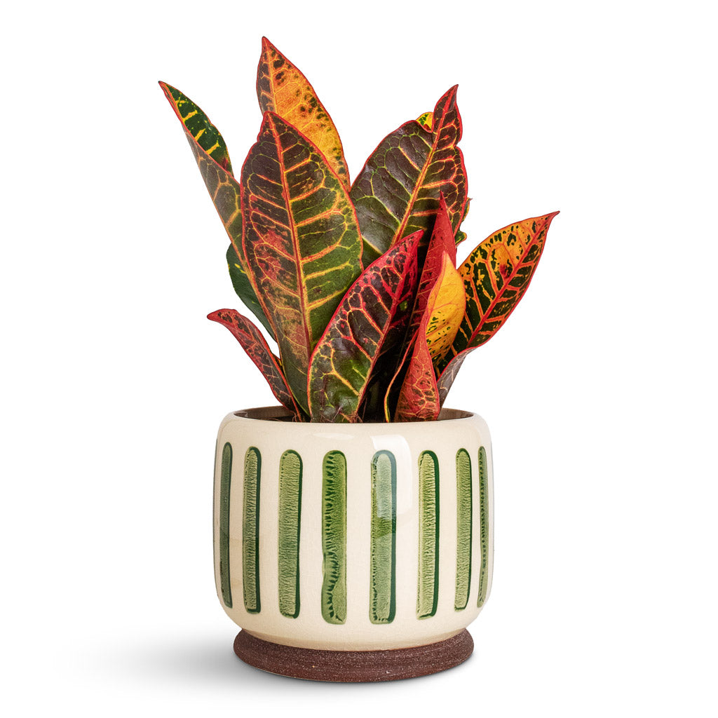 Codiaeum Petra In Stripe Pot Green
