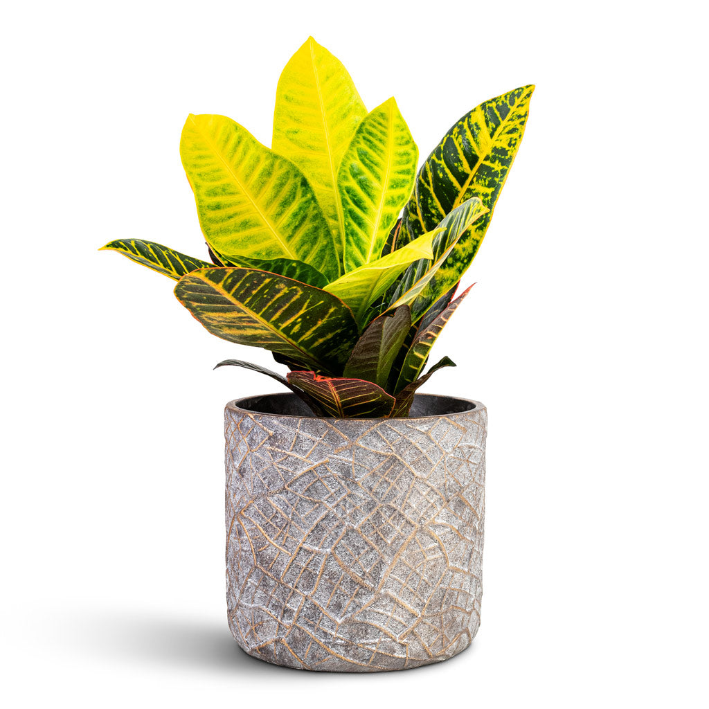 Codiaeum Petra 17x45cm In Denzel Pot Shiny Concrete - 24x22cm